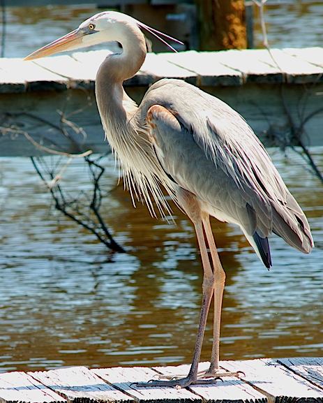 Les animaux - Page 34 Heron-10