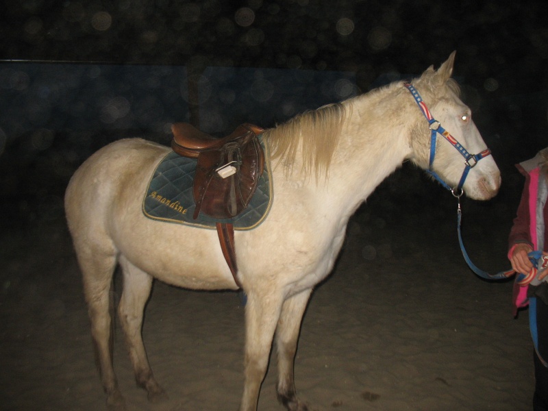 pouliche appaloosa de 2013 pré-débourrée Pry-dy10