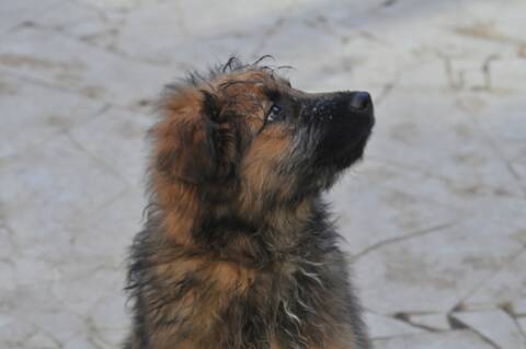 Luther Berger Des Pyrenees X Berger Australien