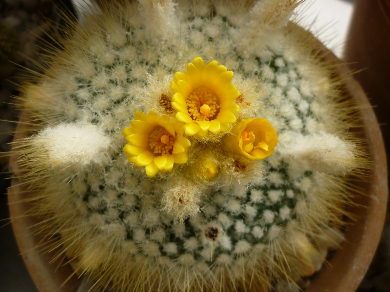 Cactus - floraisons 2016 P1030411