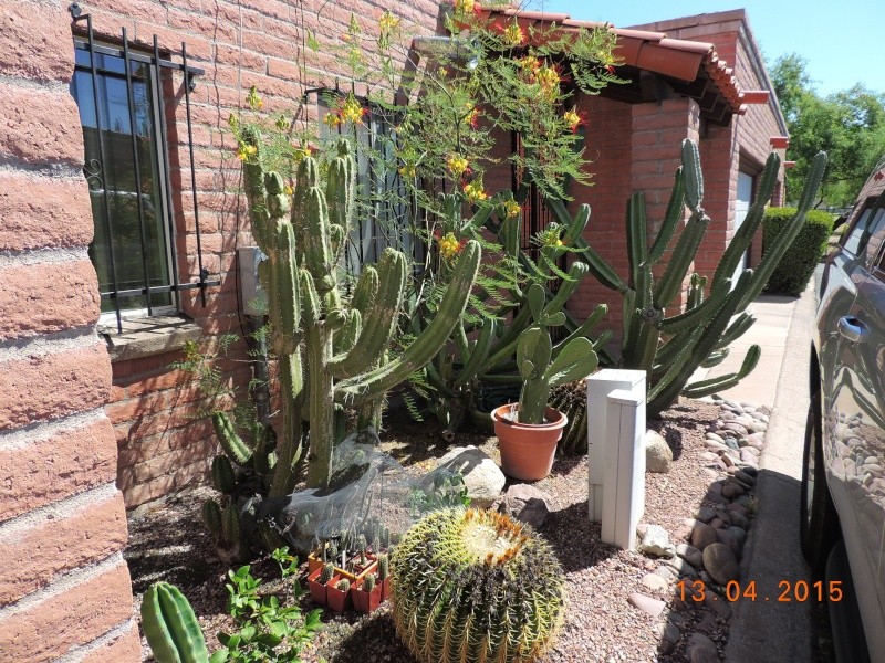 Cacti and Sukkulent in Köln, every day new flowers in the greenhouse Part 137 9054010