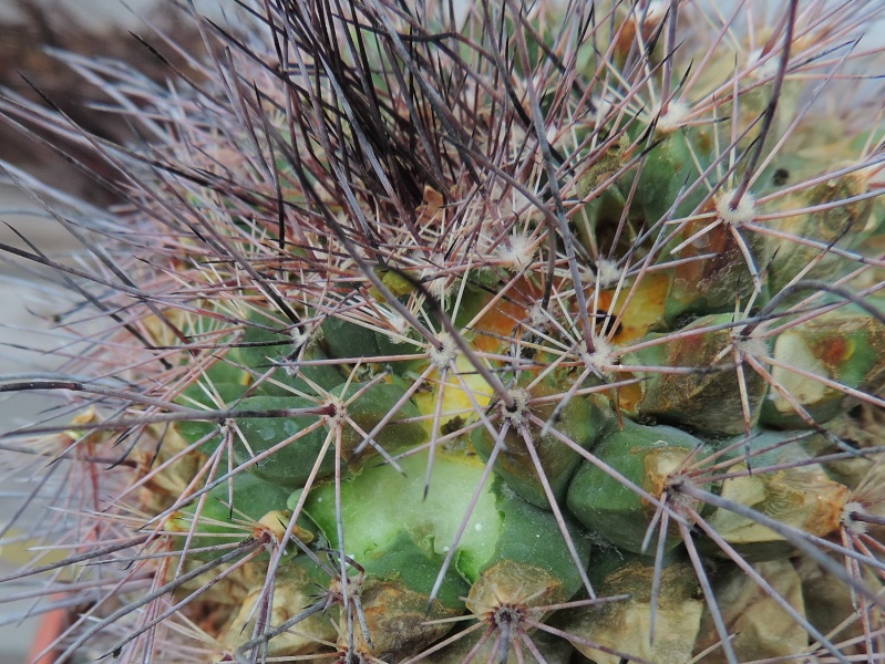 Cacti and Sukkulent in Köln, every day new flowers in the greenhouse Part 138 Bild_010