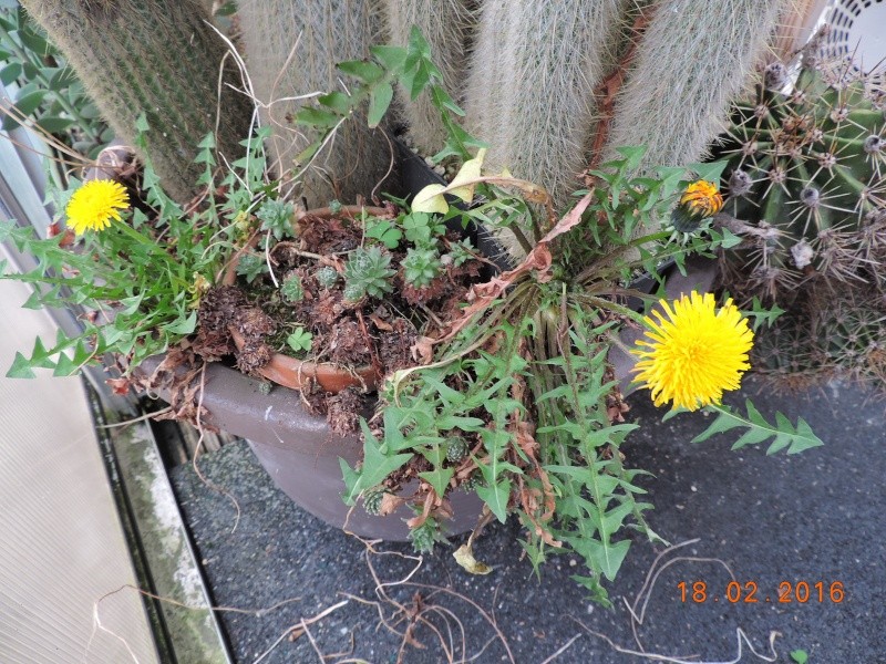 Cacti and Sukkulent in Köln, every day new flowers in the greenhouse Part 137 Bild_119