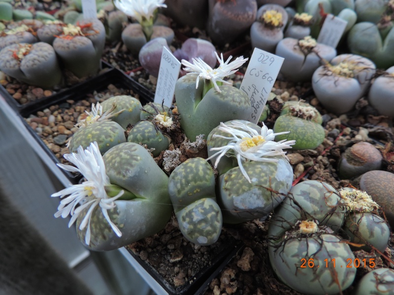 Cacti and Sukkulent in Köln, every day new flowers in the greenhouse Part 138 Bild_158