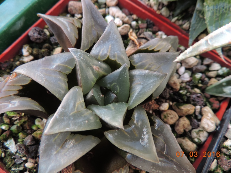 Cacti and Sukkulent in Köln, every day new flowers in the greenhouse Part 138 Bild_189