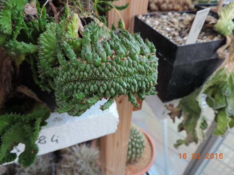 Cacti and Sukkulent in Köln, every day new flowers in the greenhouse Part 138 Bild_205