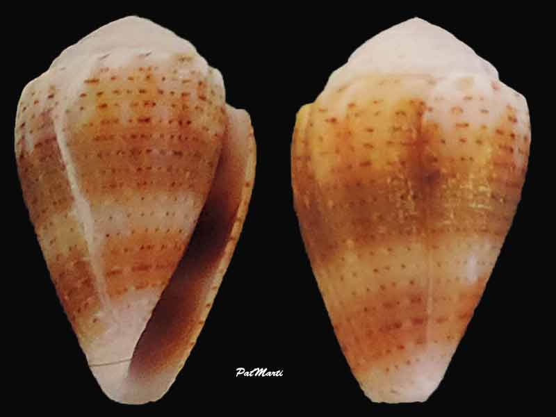 Conus (Virroconus) pascuensis (Rehder, 1980) Miliar10