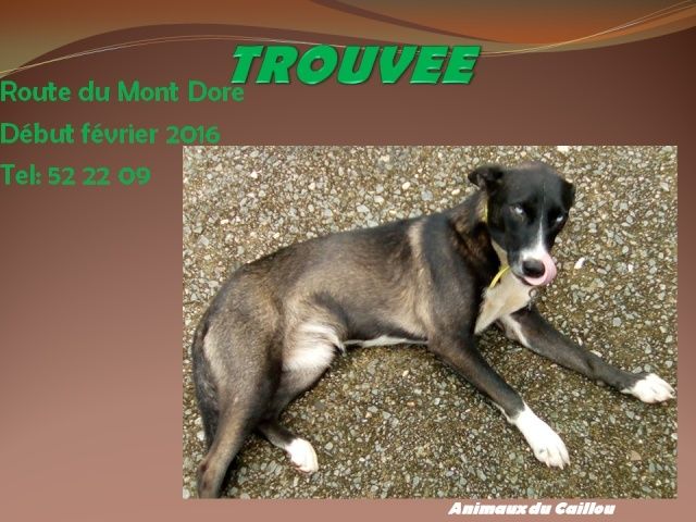 TROUVEE chienne noire marron foncé et blanche, yeux bleus très clair, collier jaune sur la route de Mont Dore début février 2016 20160222