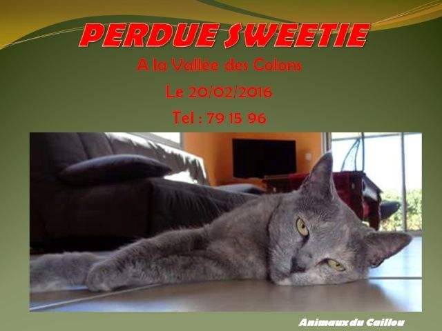 PERDUE SWEETIE chatte grise à la Vallée des Colons le 20/02/2016 20160245