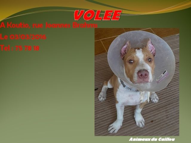 VOLEE pitbull de 4 mois fauve et blanche, pucée, oreilles coupées à Koutio le 03/03/2016 20160315