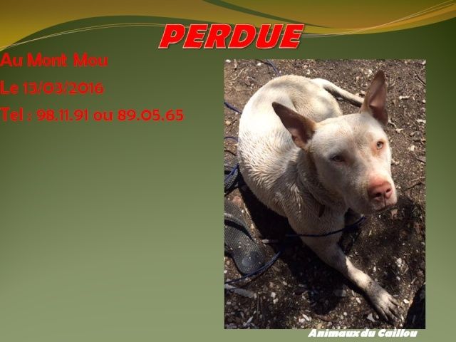 PERDUE pitbull blanche nez rose au Mont Mou le 13/03/2016 20160352