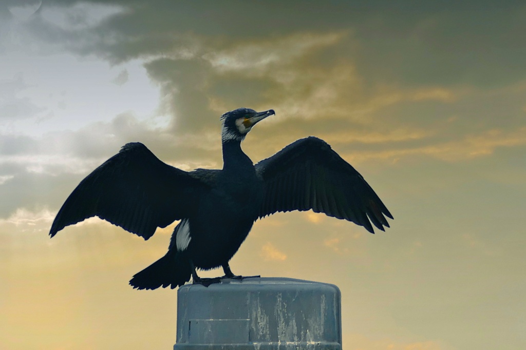 Grand cormoran en mode séchage Grand_10