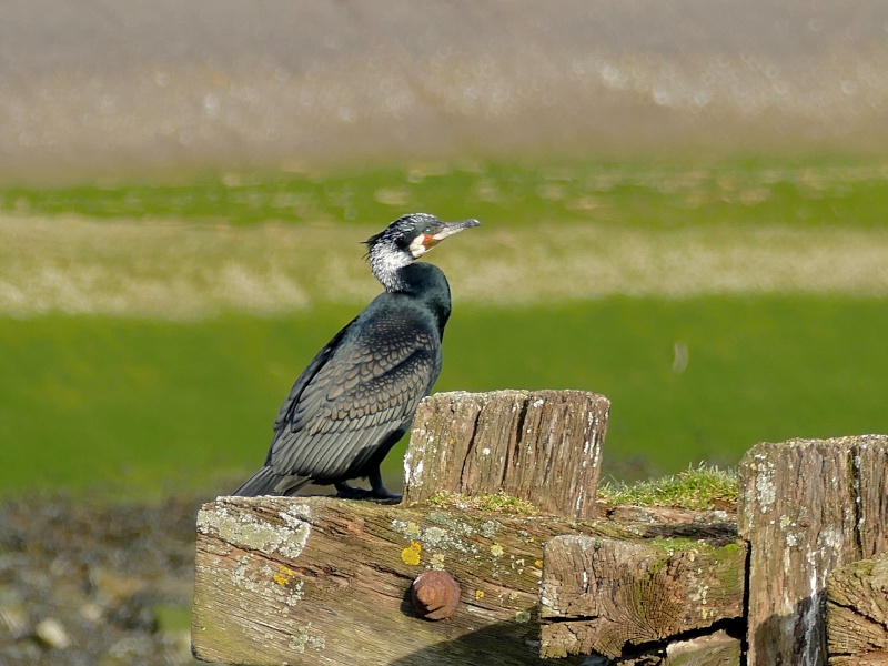 Colonie de grands cormorans P1050320