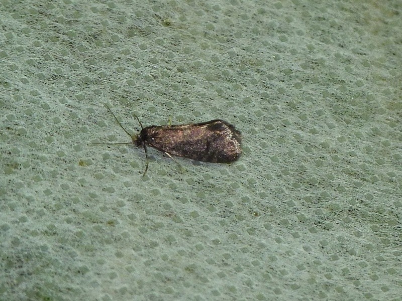 Hétérocères de juin 2015 : Crambus perlella, Eudonia lineola, Tineidae, Dichomeris ustalella, Cnephasia 1-111