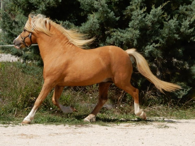 Etalon poneys de couleur 12032210