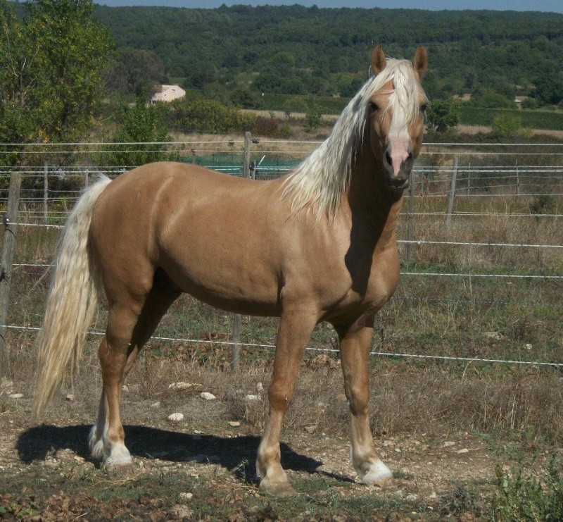 Etalon poneys de couleur 59708_10