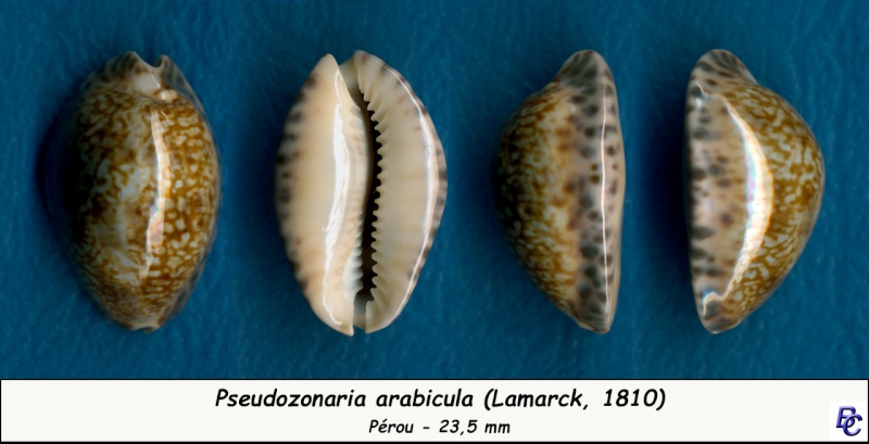 Pseudozonaria arabicula (Lamarck, 1810)  - Page 2 Arabic11