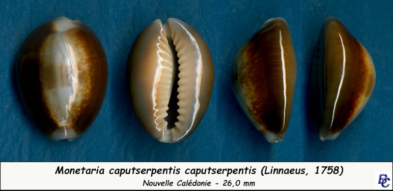 Monetaria caputserpentis - (Linnaeus, 1758) - Page 2 Caputs10