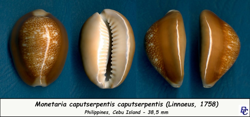 Monetaria caputserpentis (Linnaeus, 1758) - Page 2 Caputs11