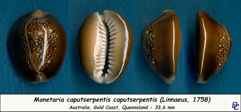 Monetaria caputserpentis - (Linnaeus, 1758) - Page 2 Caputs13