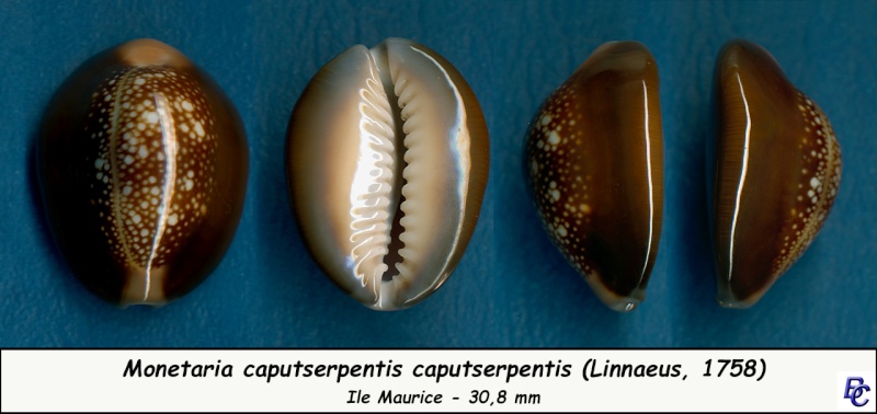 Monetaria caputserpentis - (Linnaeus, 1758) - Page 2 Caputs16