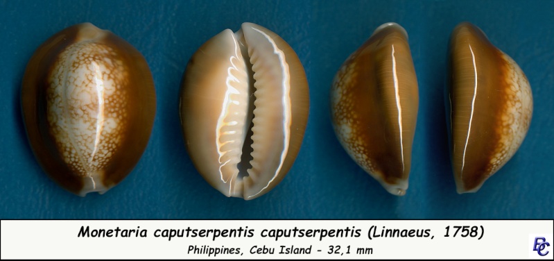 Monetaria caputserpentis - (Linnaeus, 1758) - Page 2 Caputs19