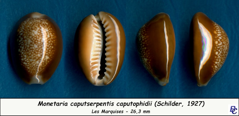 Monetaria caputophidii - (Schilder, 1927) Caputs20