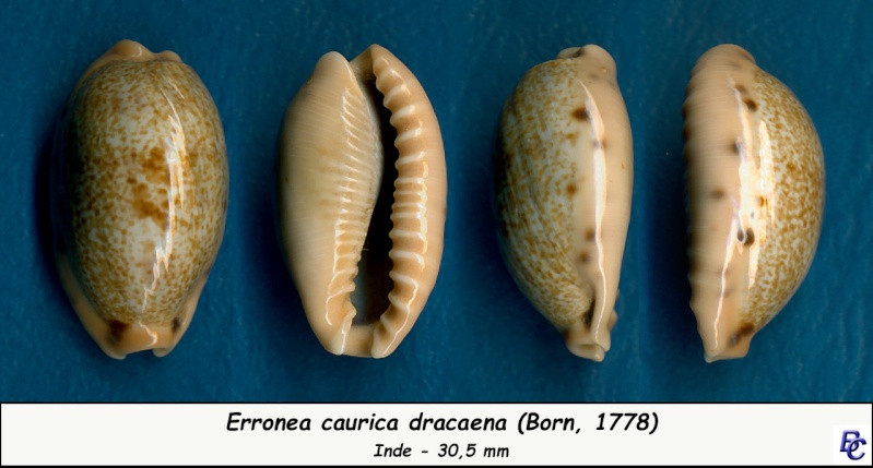 Erronea caurica dracaena (Born, 1778) Cauric23