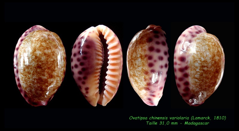 Ovatipsa chinensis variolaria (Lamarck, 1810) Chinen10