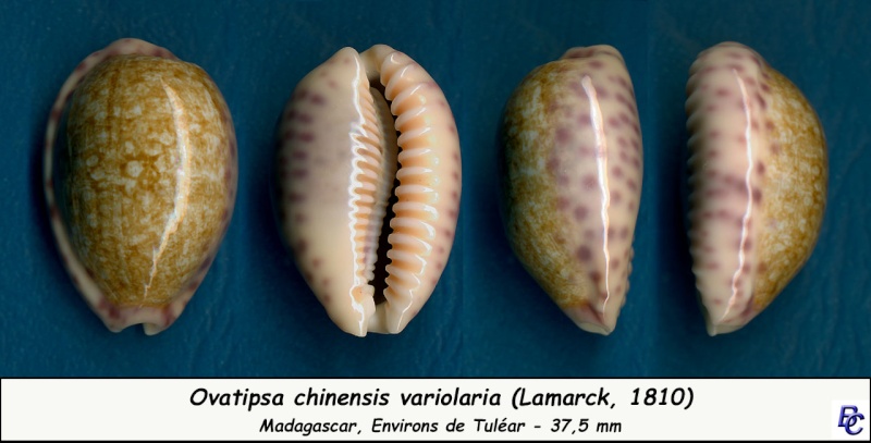 Ovatipsa chinensis variolaria (Lamarck, 1810) - Page 2 Chinen11