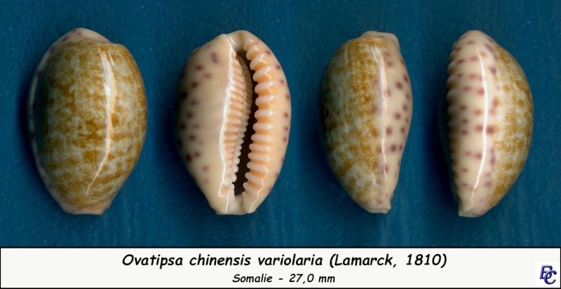 Ovatipsa chinensis variolaria (Lamarck, 1810) - Page 2 Chinen13