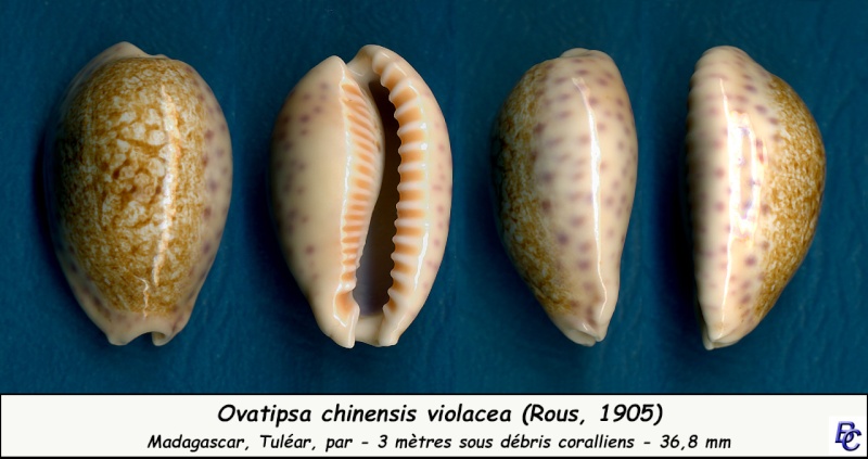 Ovatipsa chinensis violacea - (Rous, 1905) Chinen16