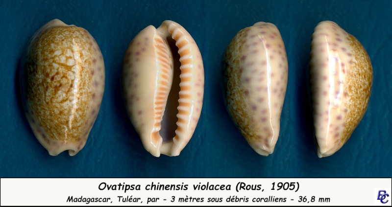 Ovatipsa chinensis violacea (Rous, 1905) voir Ovatipsa chinensis variolaria Chinen16