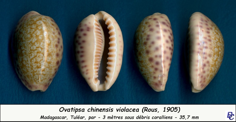 Ovatipsa chinensis violacea - (Rous, 1905) Chinen17