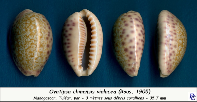 Ovatipsa chinensis violacea (Rous, 1905) voir Ovatipsa chinensis variolaria Chinen17