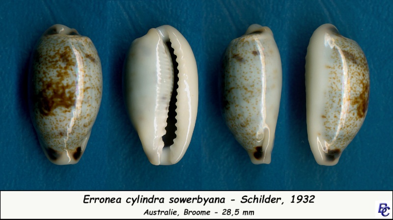 Erronea cylindrica sowerbyana F. A. Schilder, 1932 Cylind12