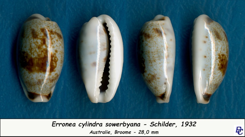 Erronea cylindrica sowerbyana F. A. Schilder, 1932 Cylind13