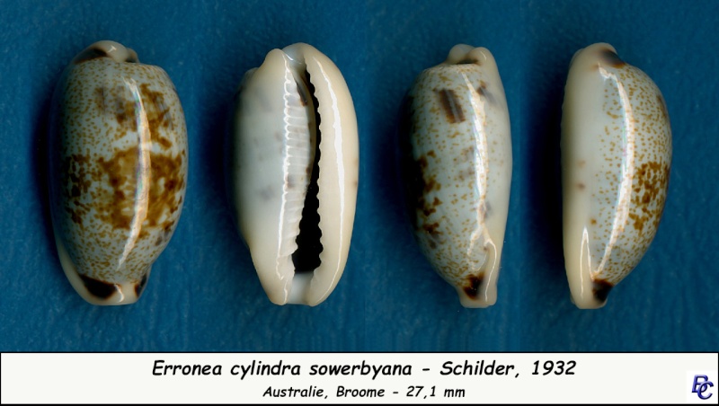 Erronea cylindrica sowerbyana F. A. Schilder, 1932 Cylind14