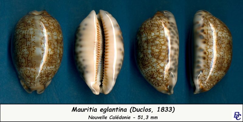 Mauritia eglantina - (Duclos, 1833) - Page 2 Eglant18