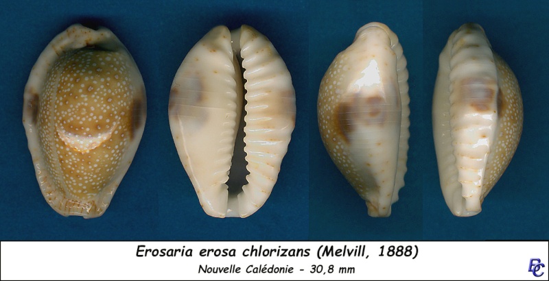 Naria erosa chlorizans (Melvill, 1888) Erosa_17