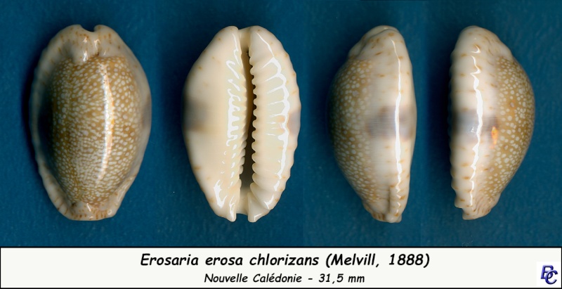 Naria erosa chlorizans (Melvill, 1888) Erosa_18