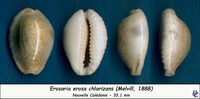 Naria erosa chlorizans (Melvill, 1888) Erosa_19