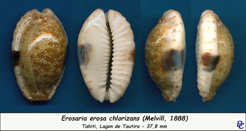 Naria erosa chlorizans (Melvill, 1888) Erosa_21