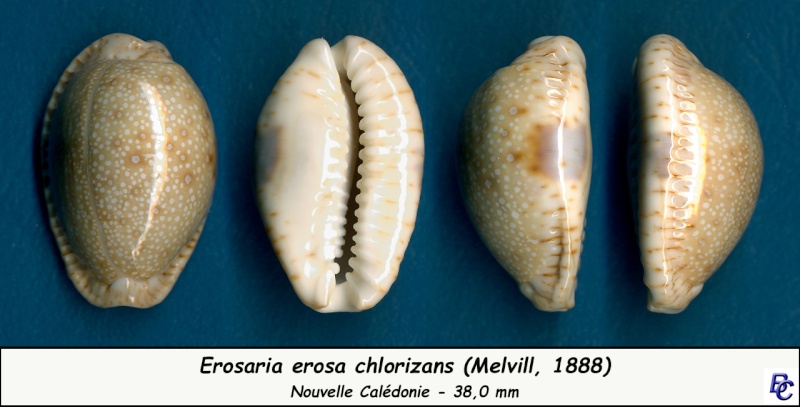 Naria erosa chlorizans (Melvill, 1888) Erosa_22