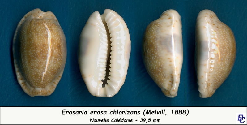 Naria erosa chlorizans (Melvill, 1888) Erosa_23