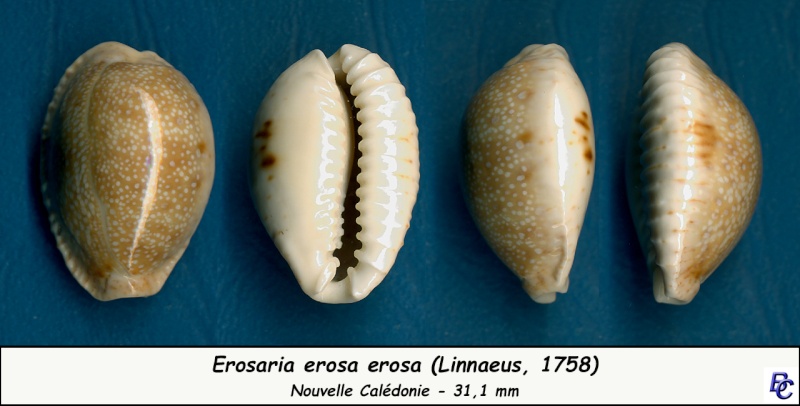 Naria erosa erosa (Linnaeus, 1758) - Page 4 Erosa_25