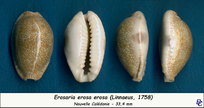 Naria erosa erosa (Linnaeus, 1758) - Page 4 Erosa_26