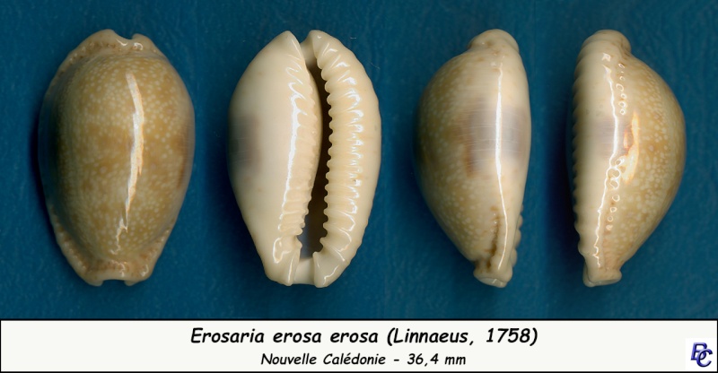 Naria erosa erosa (Linnaeus, 1758) - Page 4 Erosa_27