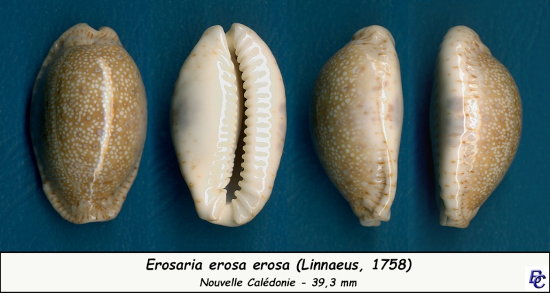 Naria erosa erosa (Linnaeus, 1758) - Page 4 Erosa_28