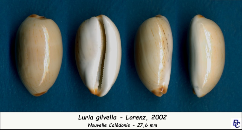 Luria isabella f gilvella Lorenz, 2002 voir Luria isabella (Linnaeus, 1758) Gilvel10